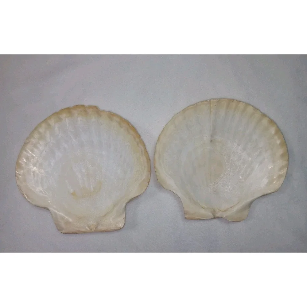 Original Jumbo XL Sea Scallop Shells Lot 2 About 6 Inches Trinkets Crafts Dish
